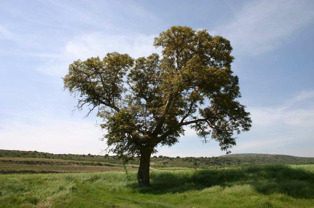 Imagen de la noticia: Guía/Procedimiento para publicar anuncios en el B ...