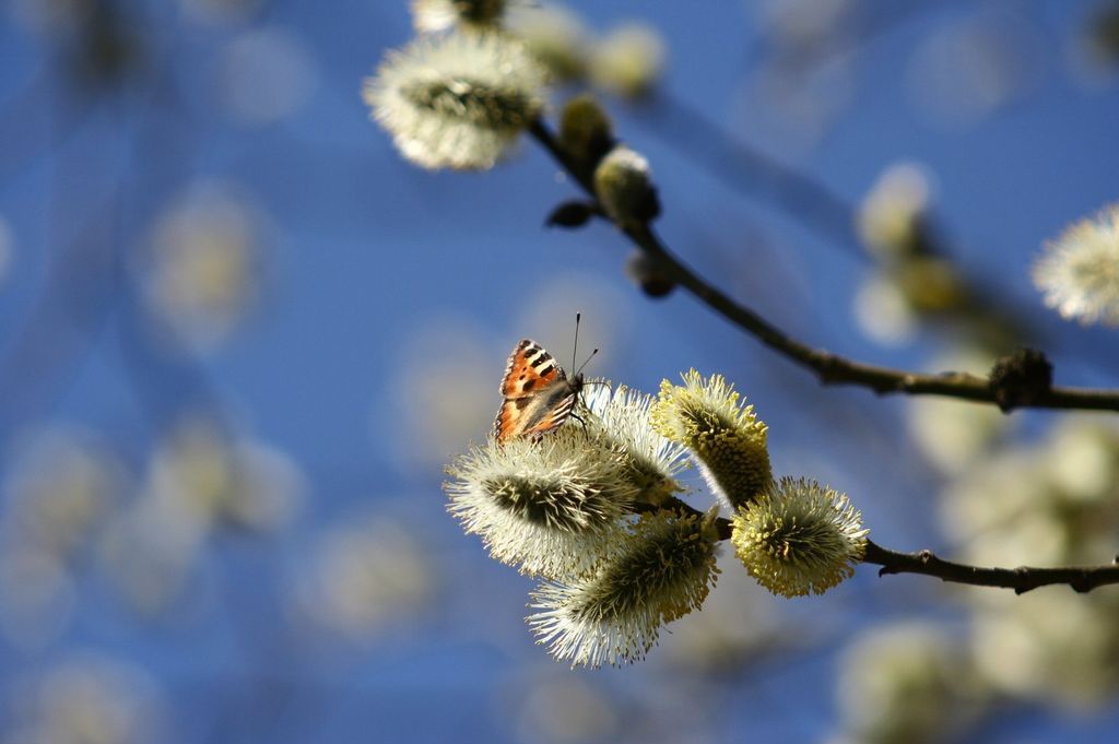 Imagen de la noticia: Manifestación de interés - Plan de recuperación ...