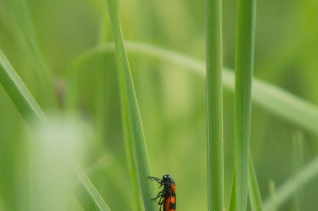 Imagen de la noticia: Subvenciones públicas en especie, equipos de prot ...
